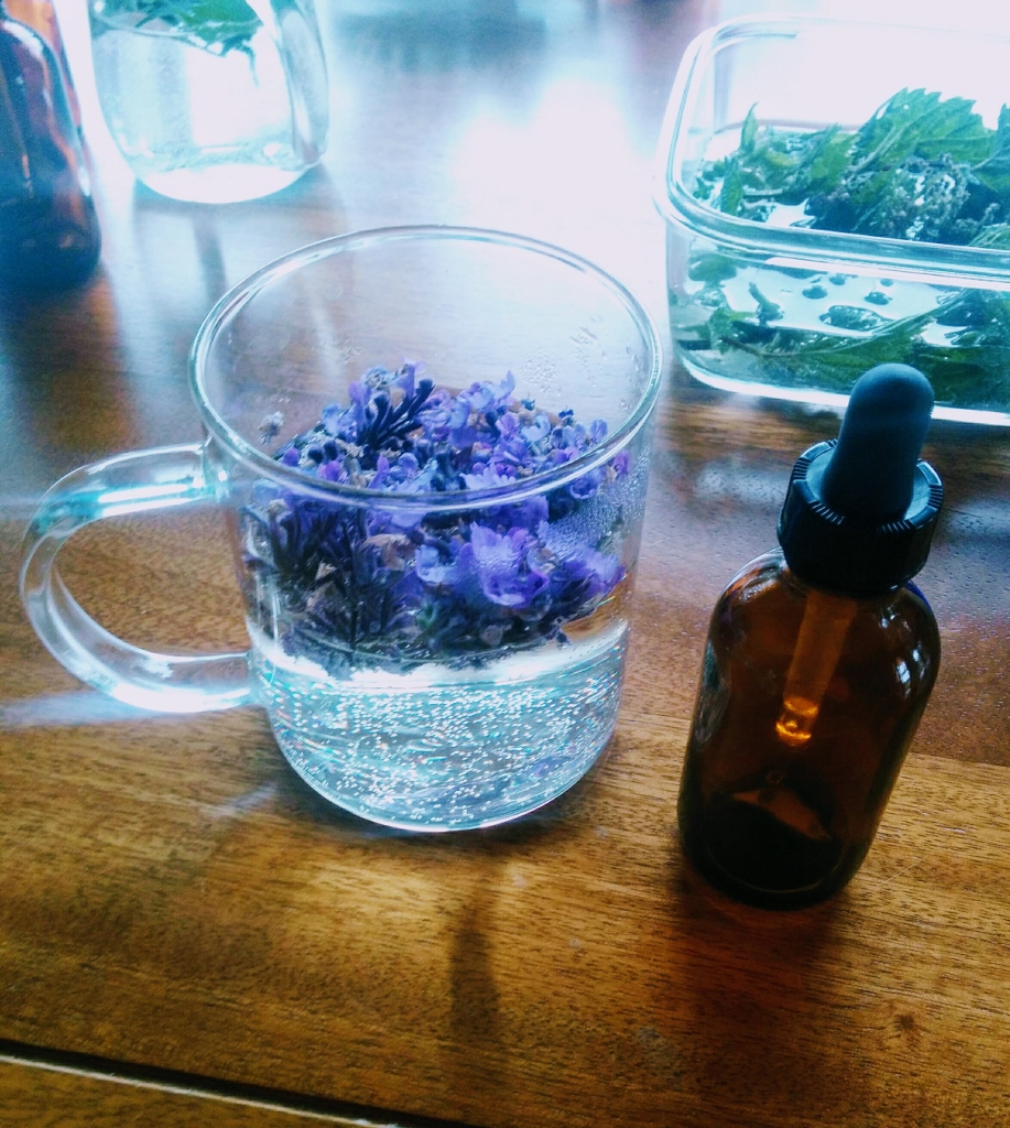 catnip flowers in a mug of water