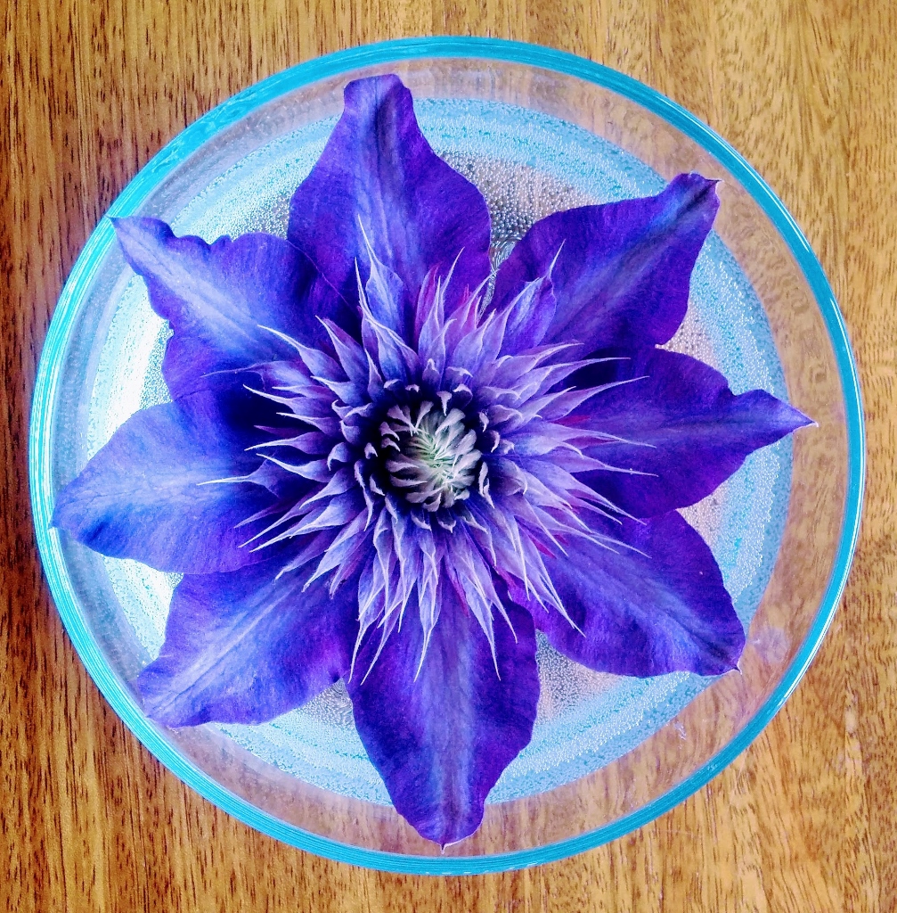 clematis flower in bowl of water