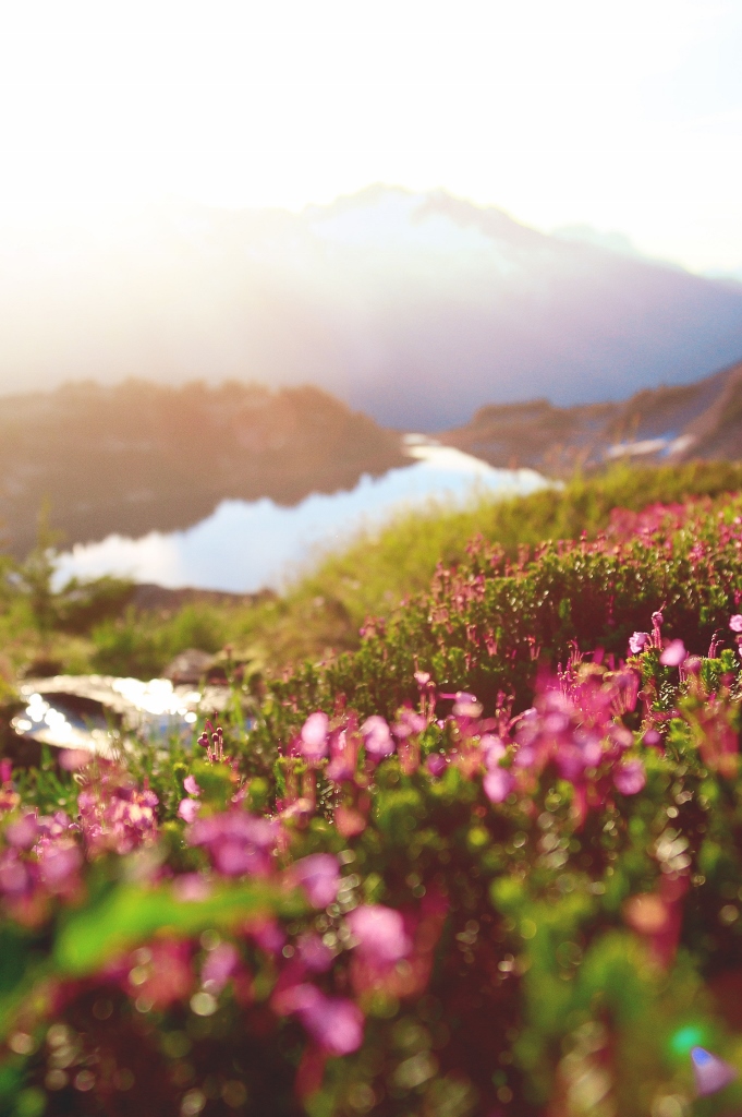 Flowers on a mountain with the sun shining