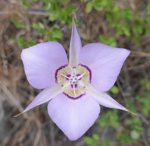 picture of native mariposa lily