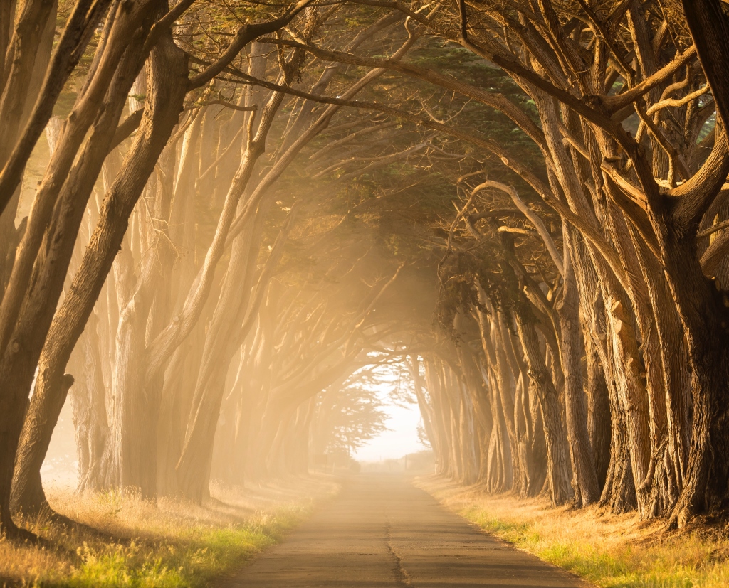 Sun shining through trees on a road