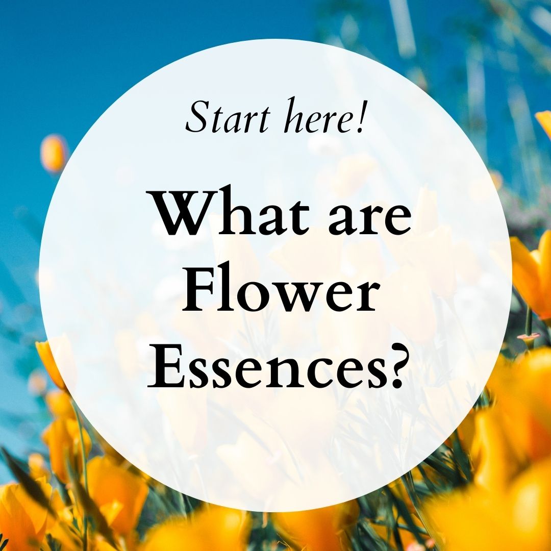 image from Start Here! What Are Flower Essences?